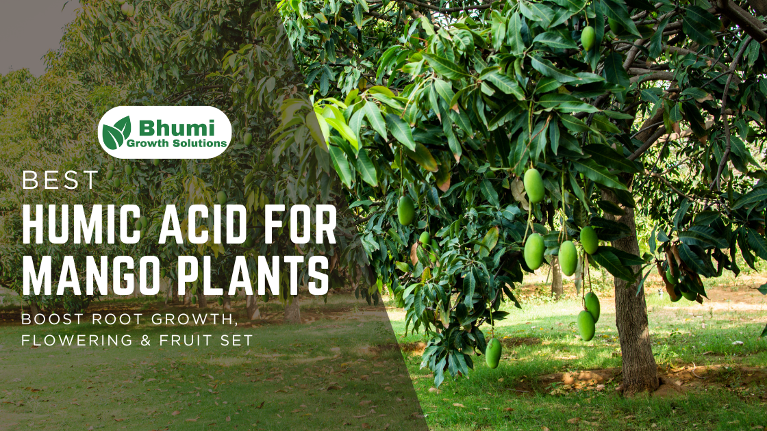 Humic Acid for Mango Plants